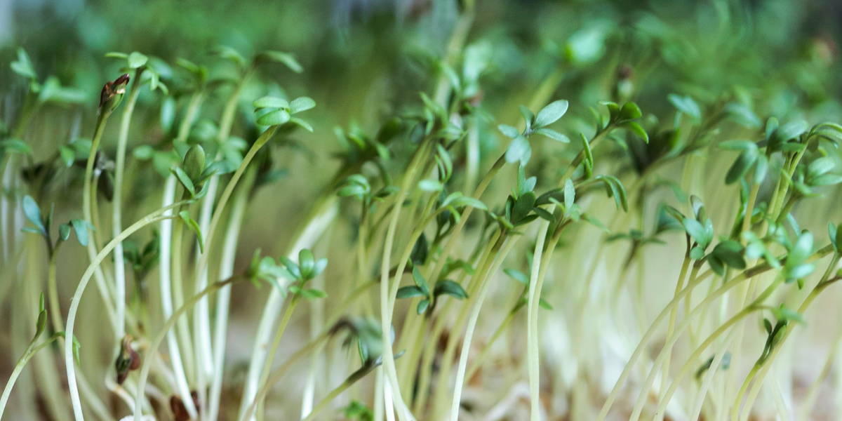 Sprouting Farmers
